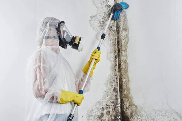 Best Mold Prevention Services  in Clever, MO